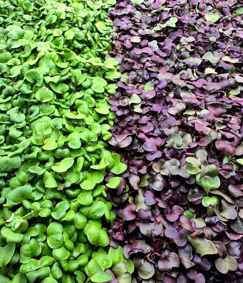Micro Purple Radish