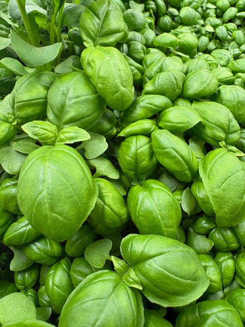 Basil - 4oz.