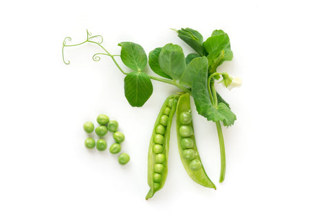 Pea