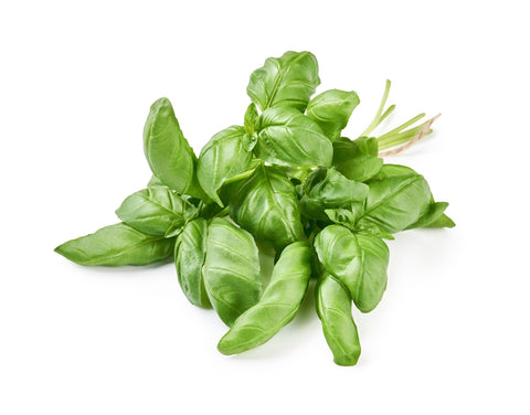 Basil