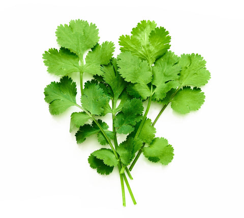 Cilantro